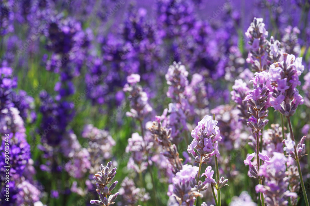 Beautiful lavender field at Mayfield Lavender Farm on a sunny day, Banstead, UK Beautiful lavender field at Mayfield Lavender Farm on a sunny day, Banstead, UK
