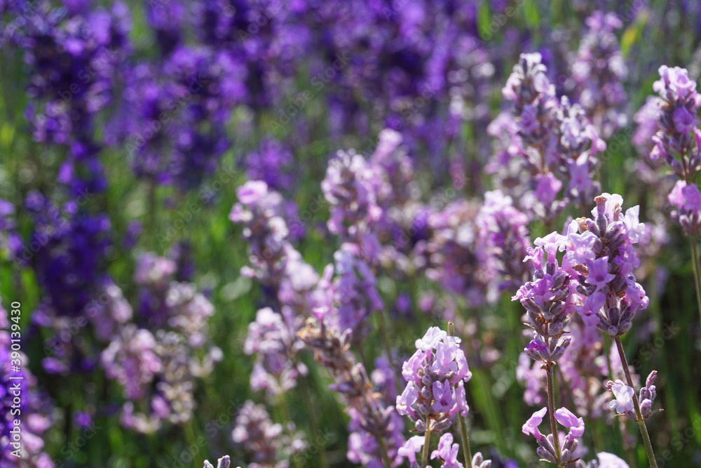Beautiful lavender field at Mayfield Lavender Farm on a sunny day, Banstead, UK Beautiful lavender field at Mayfield Lavender Farm on a sunny day, Banstead, UK