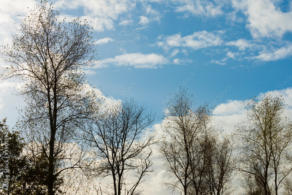 Silhoutte of the canopy of deciduous trees in a field in wetland under a blue white cloudy sky in sunlight in autumn, Almere, Flevoland, The Netherlands, November 4, 2020