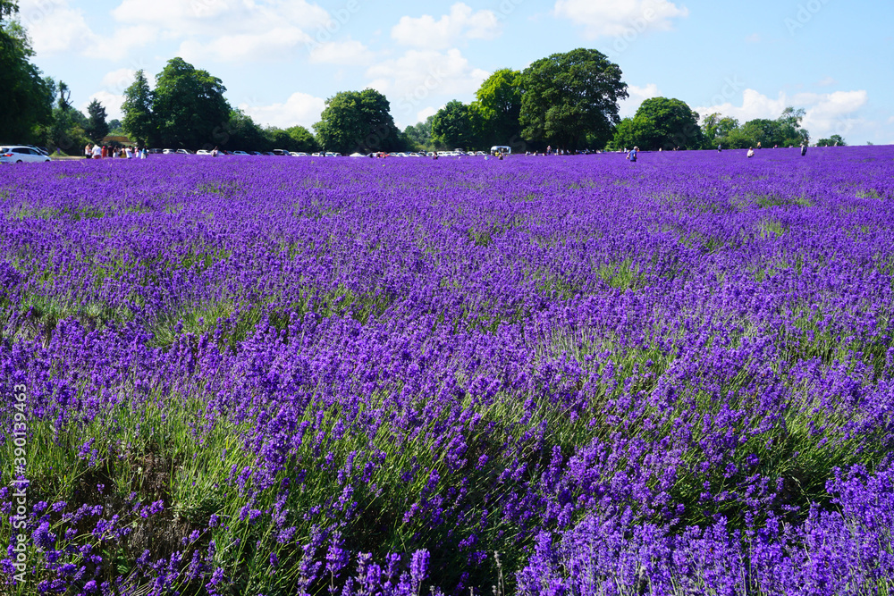 Beautiful lavender field at Mayfield Lavender Farm on a sunny day, Banstead, UK Beautiful lavender field at Mayfield Lavender Farm on a sunny day, Banstead, UK