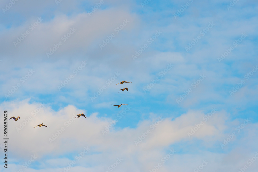Geese flying in a blue white cloudy sky in a bright sunlight at fall, Almere, Flevoland, The Netherlands, November 5, 2020