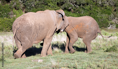 Adult male elephants sparring, Eastern Cape South Africa