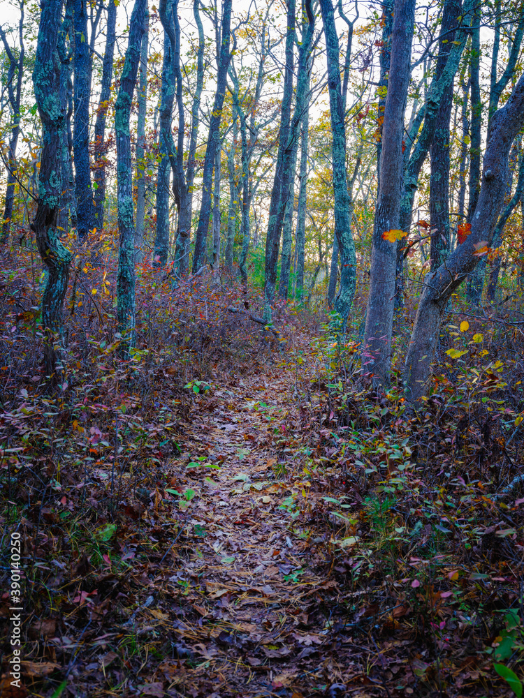 Obraz premium Oak Tree Trunks on the Glacial Moraine Trail in Autumn