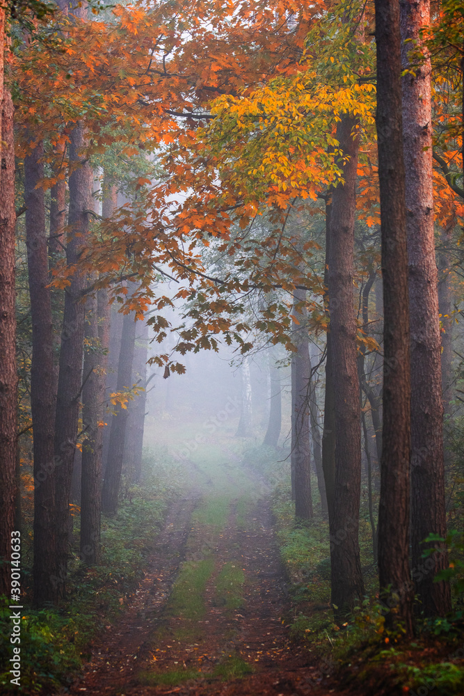 Obraz premium fog in forest during autumn 