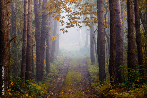 fog in forest during autumn 