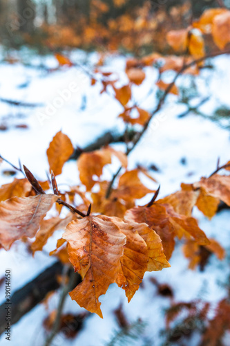 Orange autumn leaves with a white snowy background. Wallpaper and background of winter for the concept of cold and nature.