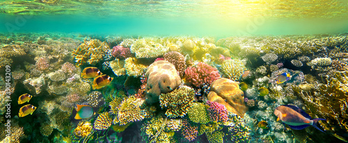 Coral Reef, Tropical Fish and Scuba Diver in the Red Sea