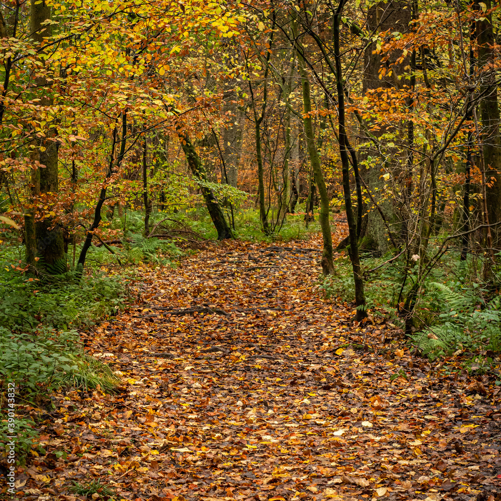 Obraz premium Autumnal leaf covered path in the woods