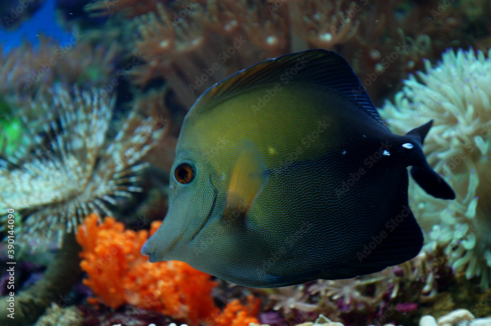 The Brown Tang (Zebrasoma scopas).