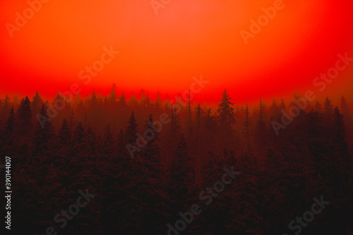 Foggy red forest darkness winter mystery