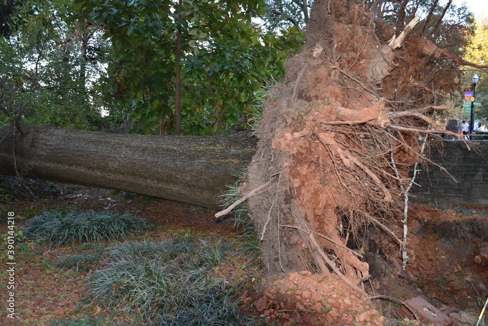 Fototapeta premium A fallen tree in the forest after a major storm passes