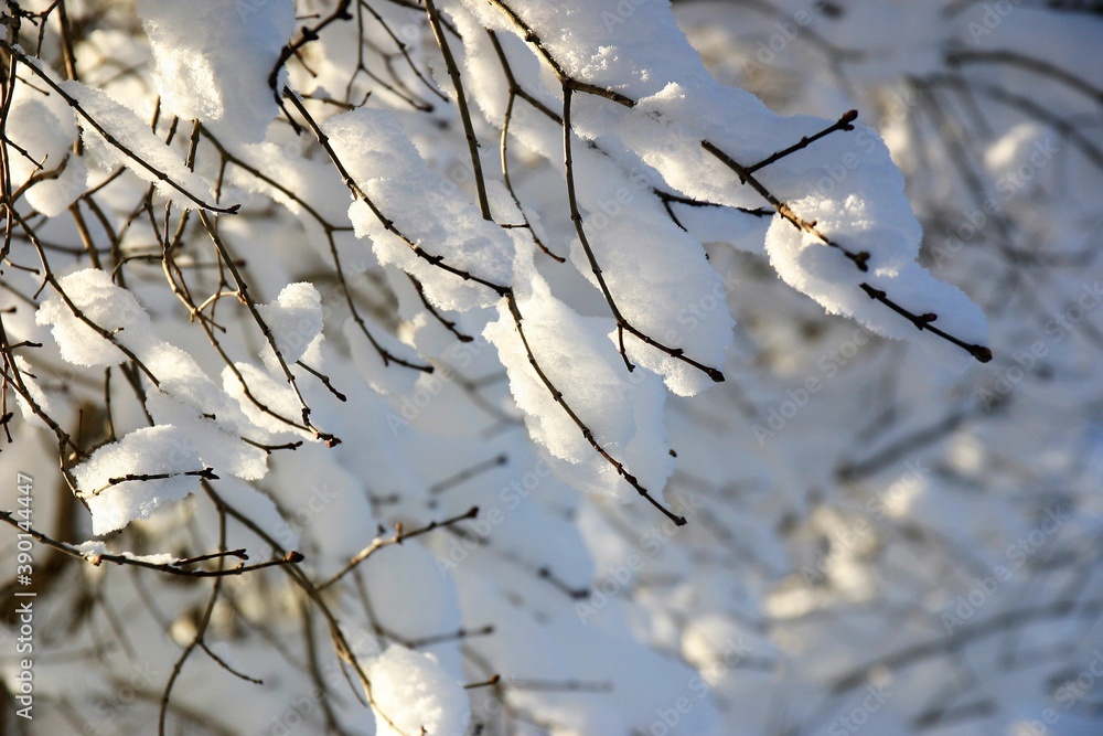 A close up of small branches of a tree covered by a thick layer of snow. The sun is shining. Beautiful white details of the nature. A close up of small branches of a tree covered by a thick layer of snow. The sun is shining. Beautiful white details of the nature.