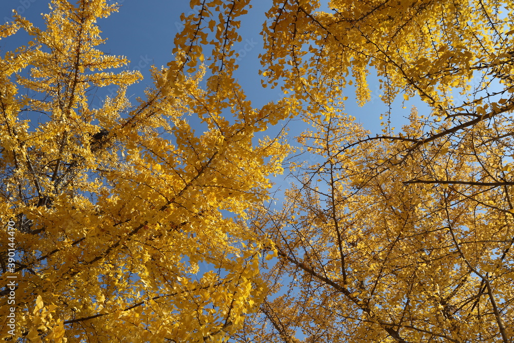 Fototapeta premium 가을풍경 은행나무 ginkgo maidenhair tree