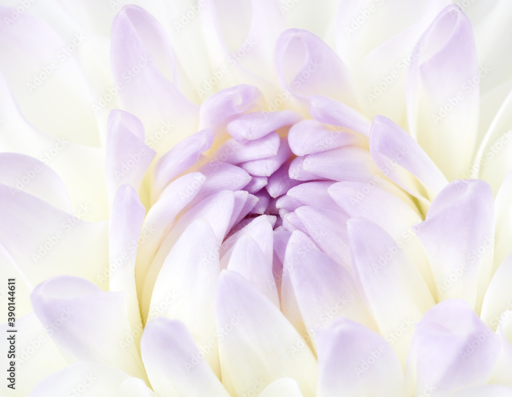 Tenderness floral backgorund. White dahlia flower close up shot with place for text