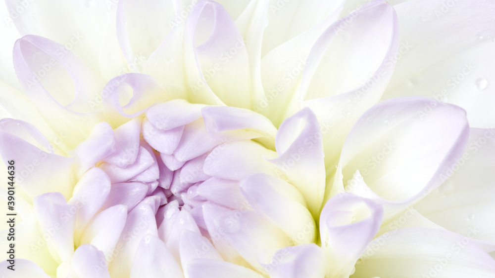 Fototapeta premium White dahlia flower background. Floral macro