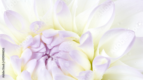 Fototapeta Naklejka Na Ścianę i Meble -  White dahlia flower background. Floral macro