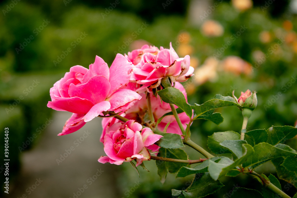 
Beautiful roses in the garden, by the fountain, in the city streets