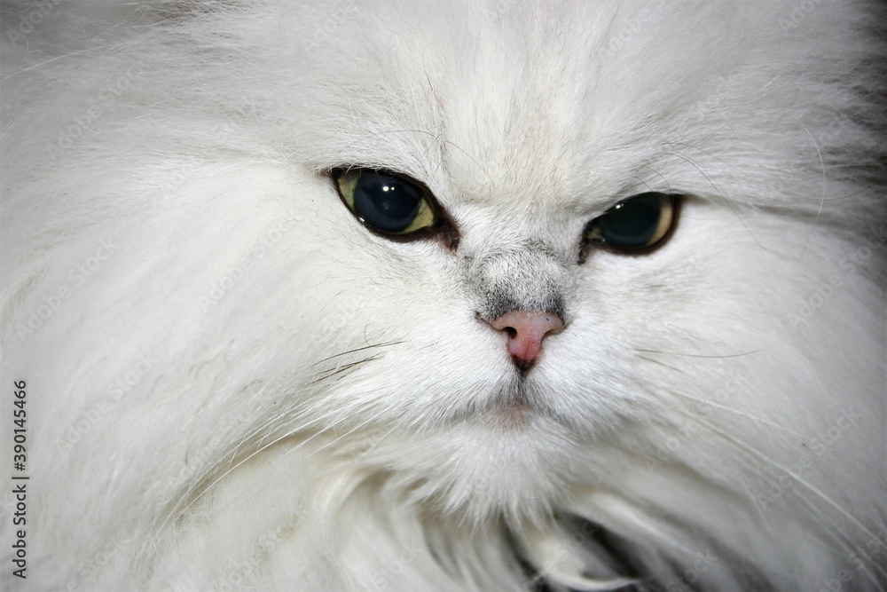 A portrait of beautiful, white, displeased looking cat with green eyes