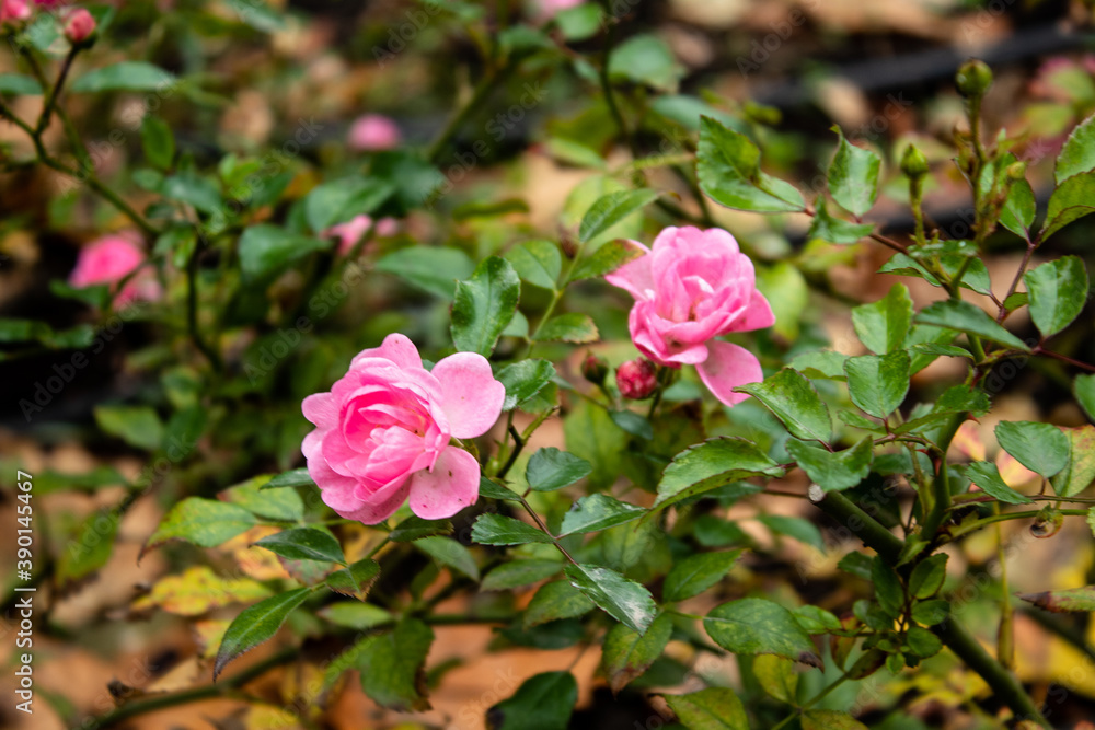 Beautiful roses in the garden, by the fountain, in the city streets
Beautiful roses in the garden, by the fountain, in the city streets