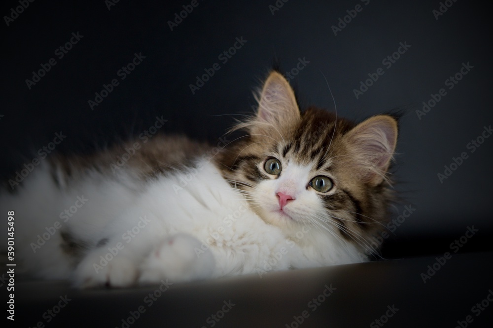 Siberian cat on black backgrounds Siberian cat on black backgrounds