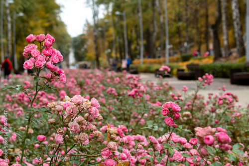  Beautiful roses in the garden, by the fountain, in the city streets © Светлана Новикова