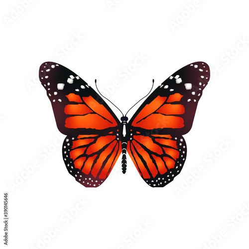 Colorful Orange and Black Butterfly Top Shot Vector Illustration on white background 