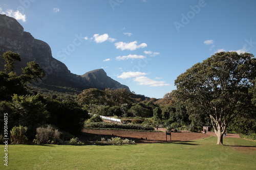 View of Kirstenbosch National Botanical Garden with foot of table Mountain, plants and flowers in Cape Town, South Africa