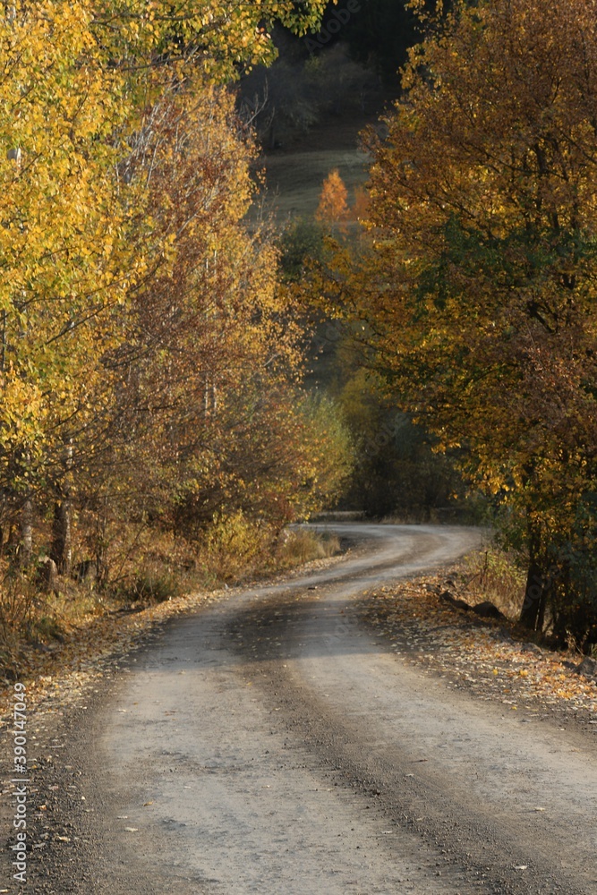 Beautiful autumn landscape with fallen dry red leaves, road through the forest and yellow trees.turkey