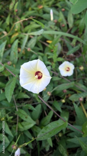 white flower