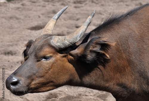 Portrait of a water buffalo