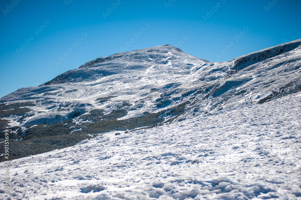 Majestic white spruces glowing by sunlight. Picturesque and gorgeous wintry scene. Location place Carpathian national park, Ukraine, Europe. Alps ski resort. Blue toning.