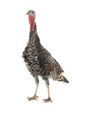 female turkey stand on white background