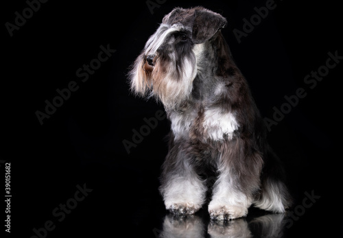 miniature schnauzer, pepper and salt color