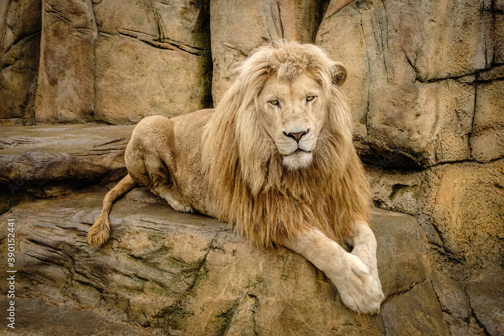 Naklejka premium portrait of a lion