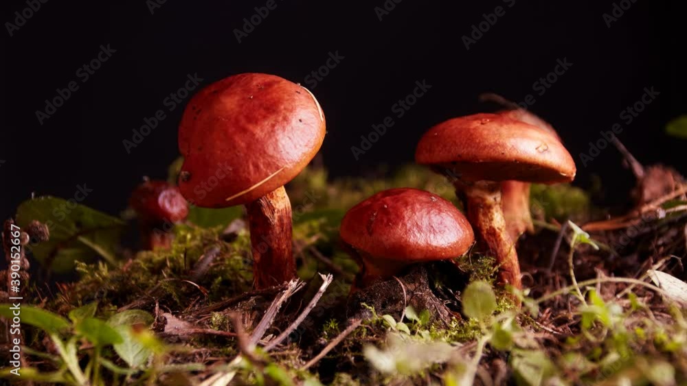 timelapse of mushrooms drying up in the forest timelapse of mushrooms drying up in the forest