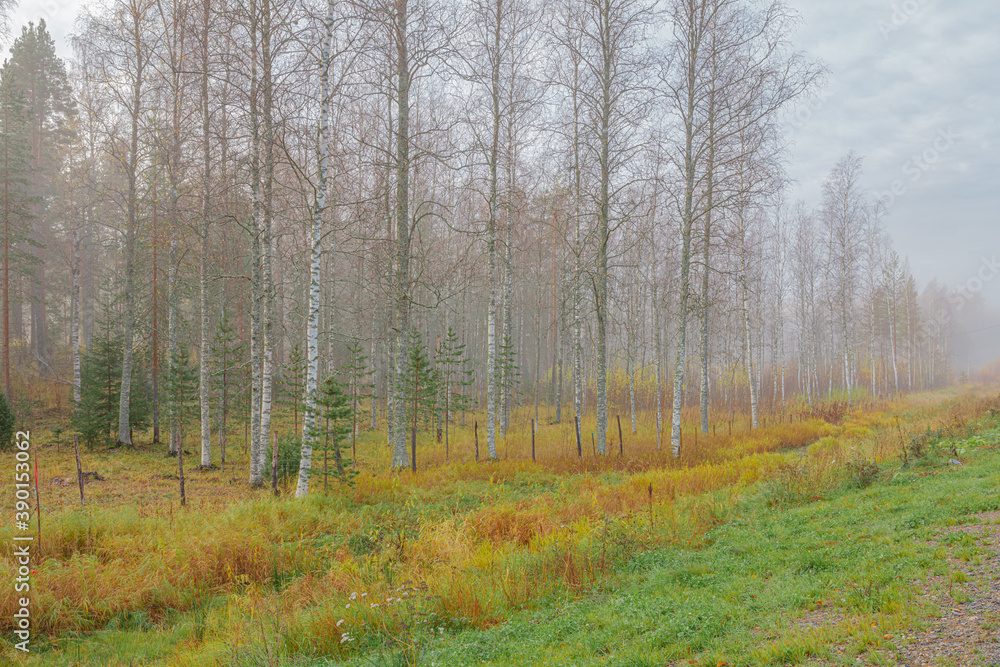 Autumn, foggy morning, birch forest by the road finland, scandinavian nature.