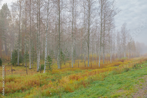 Autumn, foggy morning, birch forest by the road finland, scandinavian nature.