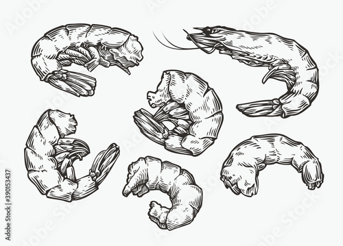 Shrimp set sketch. Food, seafood vintage vector illustration
