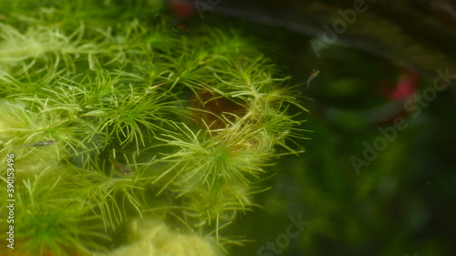 Green hydrilla verticillata plant underwater with natural background. photo