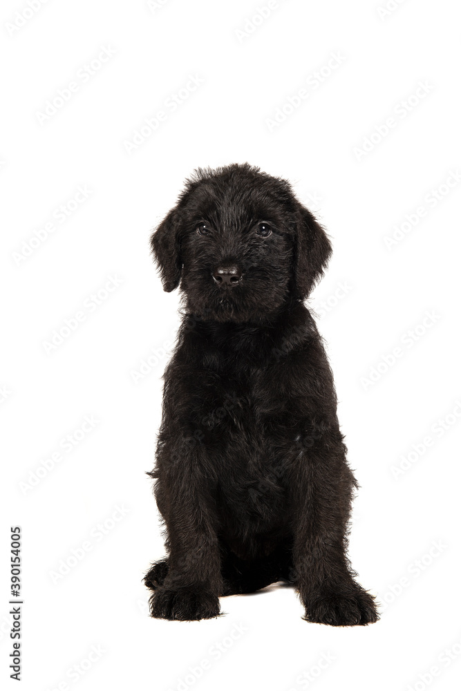 Cute Giant Schnauzer puppy sitting looking at the camera isolated on a white background