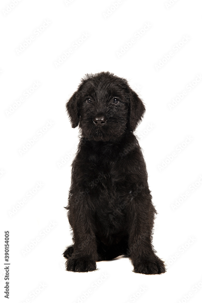 Cute Giant Schnauzer puppy sitting looking at the camera isolated on a white background Cute Giant Schnauzer puppy sitting looking at the camera isolated on a white background