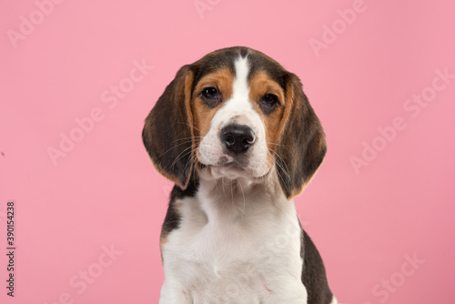 Portrait of a cute beagle puppy looking at the camera on a pink background