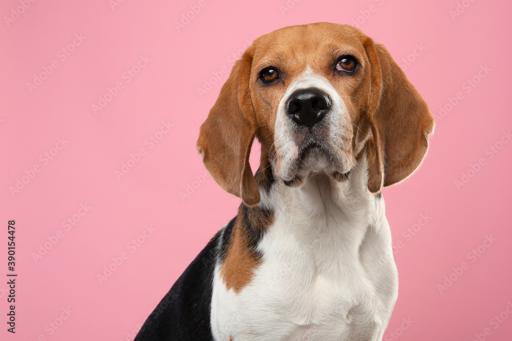 Portrait of a  beagle dog looking at the camera on a pink background
