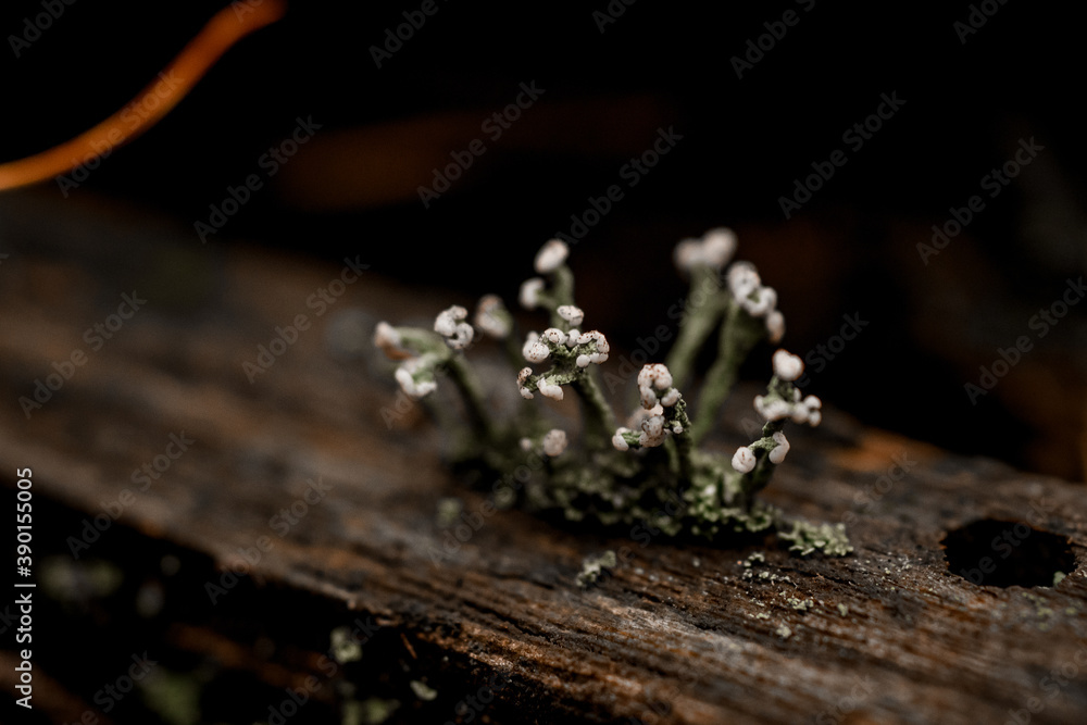 close-up view of plant growing on wooden branch in the forest close-up view of plant growing on wooden branch in the forest