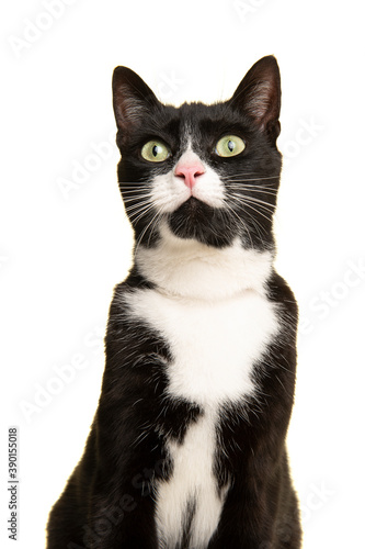 Portrait of a pretty black and white cat looking up isolated on a white background