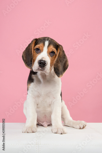 Cute beagle puppy looking at the camera sitting on a bench on a pink background