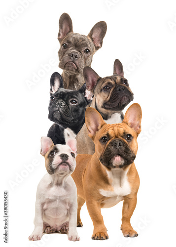 Brown french bulldog standing looking at camera on a white background © Elles Rijsdijk