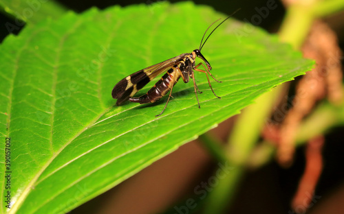 An Insect (Panorpa Japonica) on The Leaves © TAK