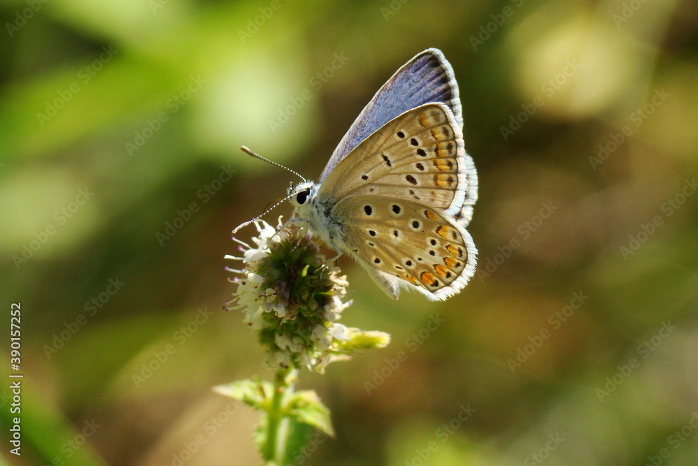 Common Blue (Polyommatus icarus) Common Blue (Polyommatus icarus)