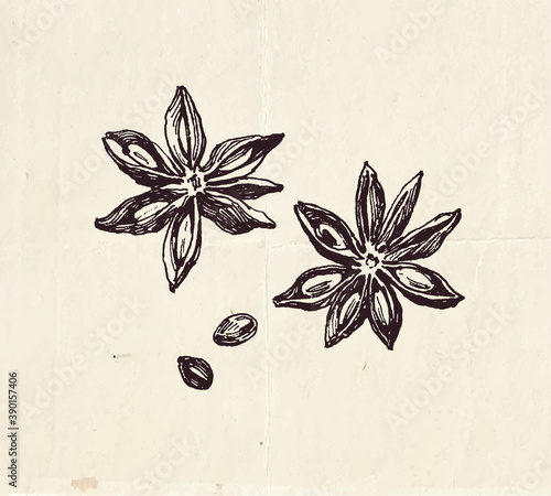 Ink drawing of star anise fruit with seeds, mulled wine ingredients